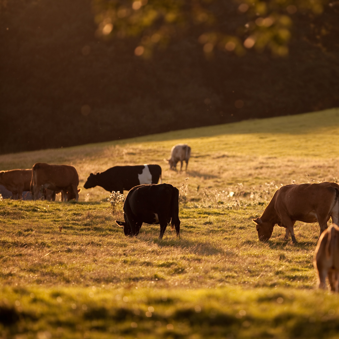 The Power of Tallow: A Holistic Approach to Sustainable Skincare